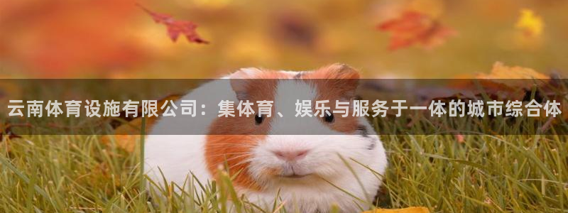 注册凯捷体育：云南体育设施有限公司：集体育、娱乐与服